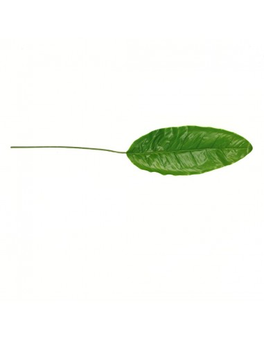 HOJA BANANO